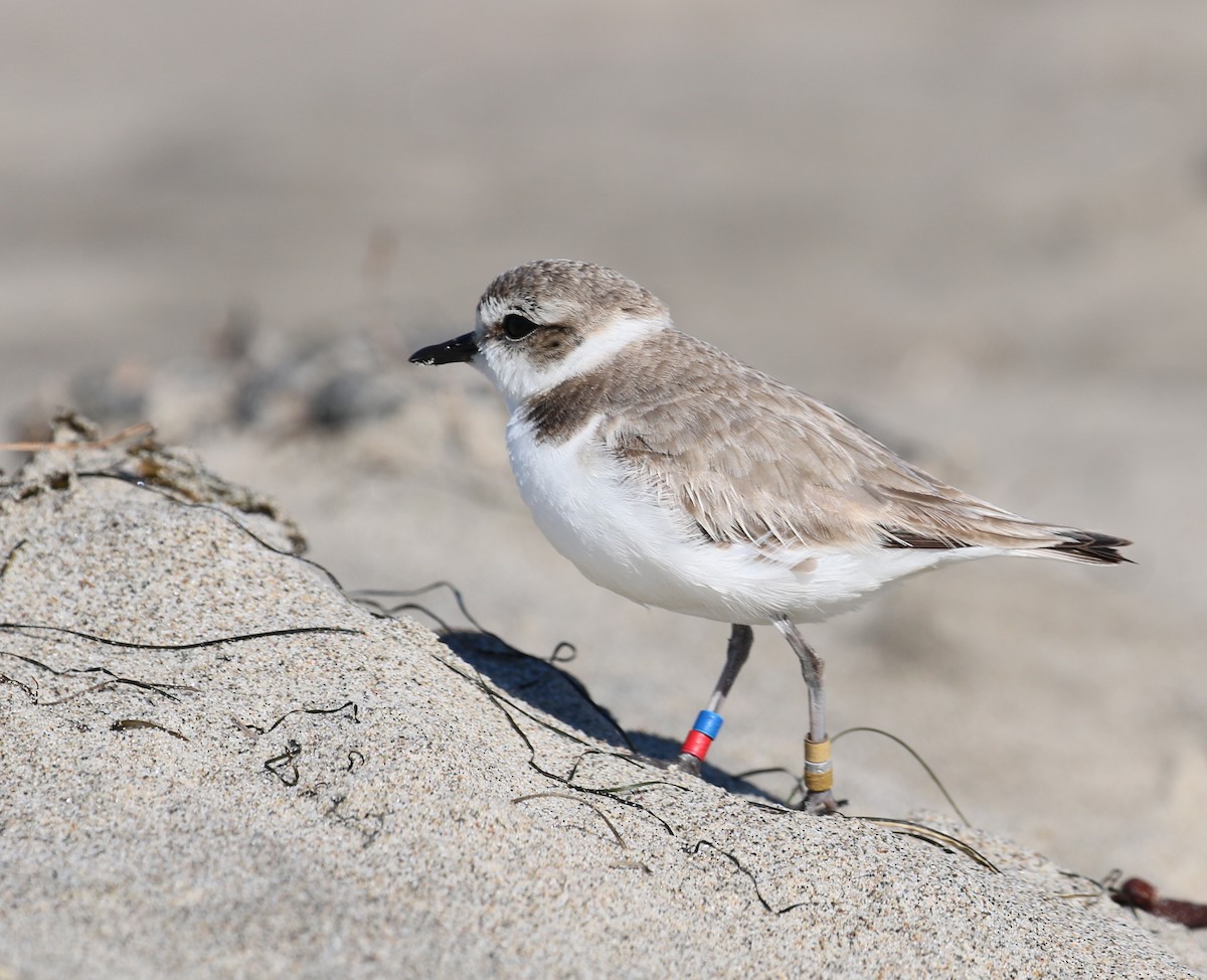 Snowy Plover - ML87477651