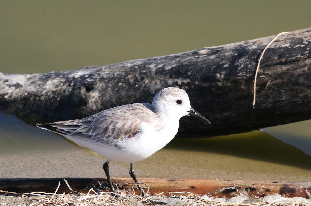 Bécasseau sanderling - ML87477731