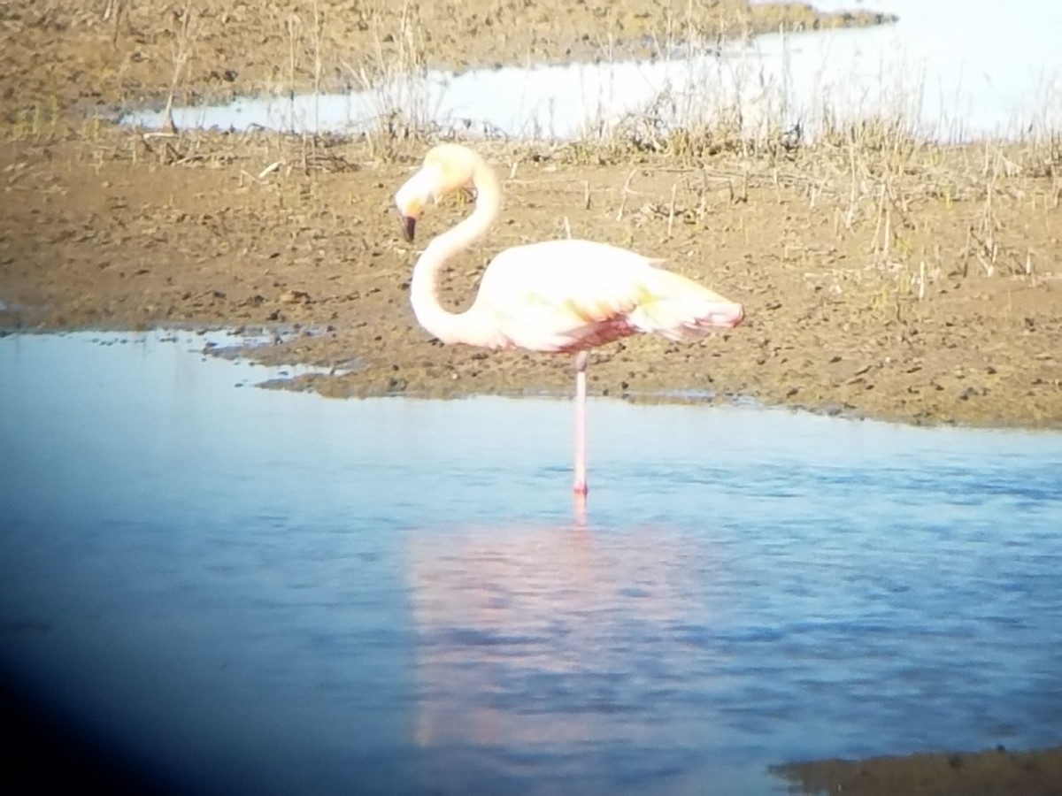 Flamant des Caraïbes - ML87479481