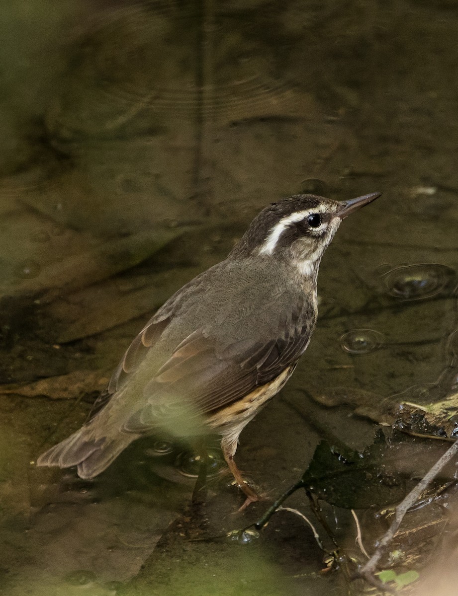 Louisiana Waterthrush - ML87480171