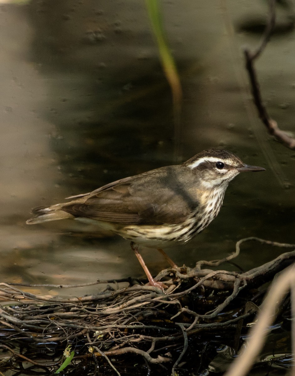 Louisiana Waterthrush - ML87480661