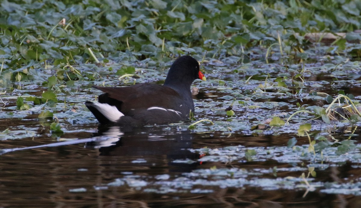 Common Gallinule - Peter Svensson