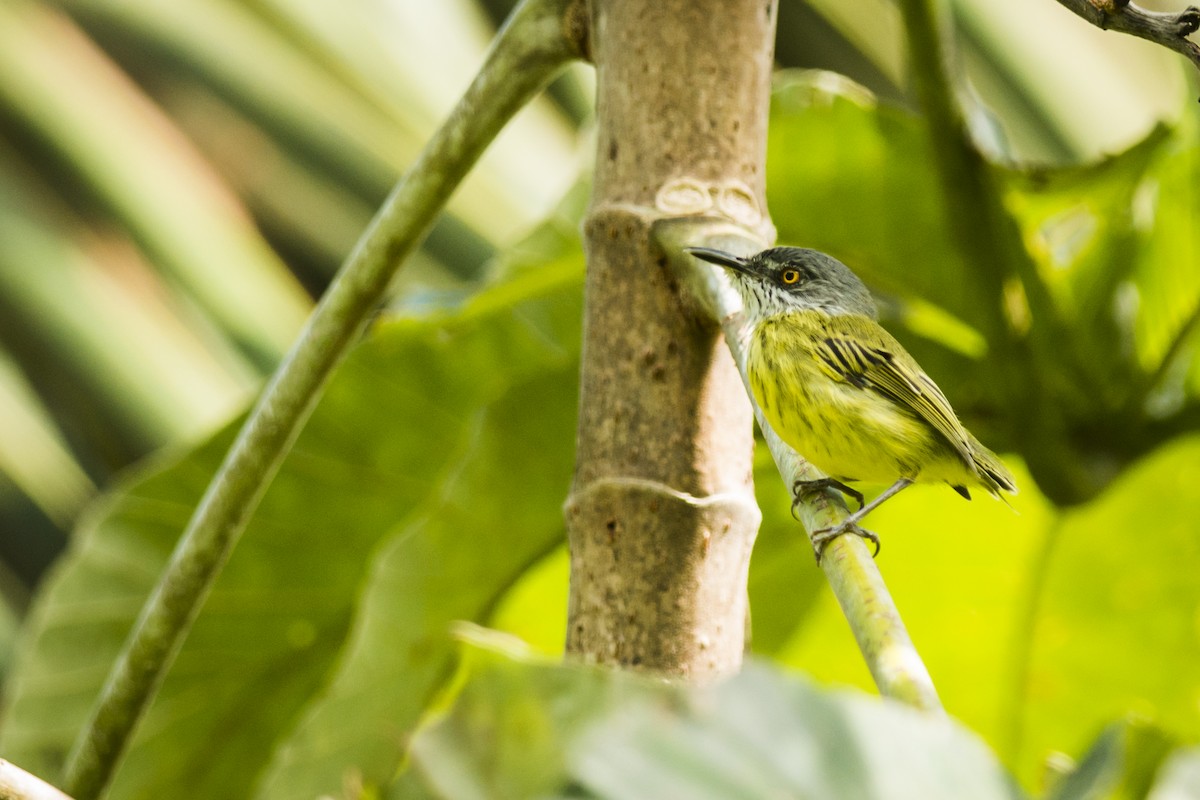 Spotted Tody-Flycatcher - Claudia Brasileiro