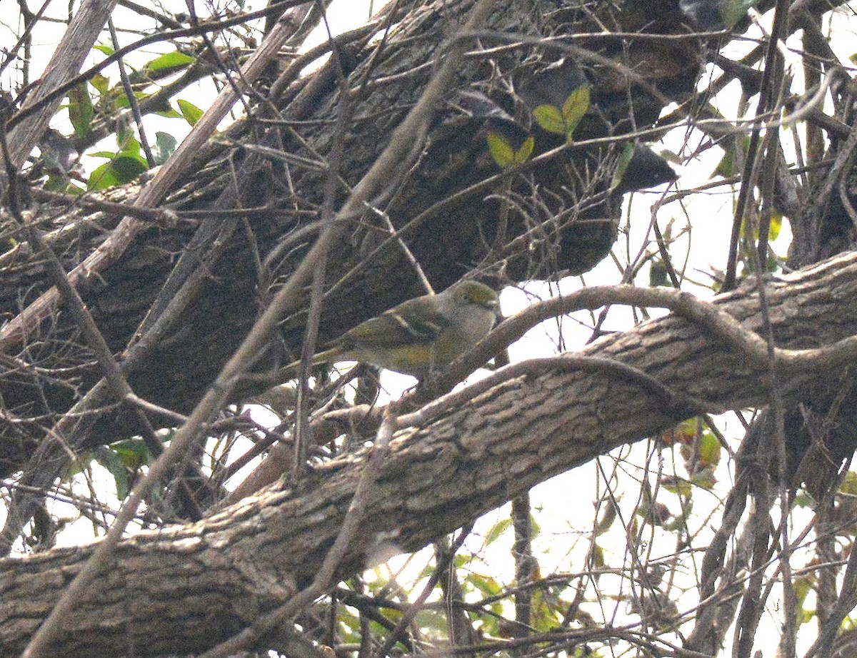 White-eyed Vireo - ML87483331