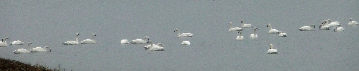 Tundra Swan - ML87485071