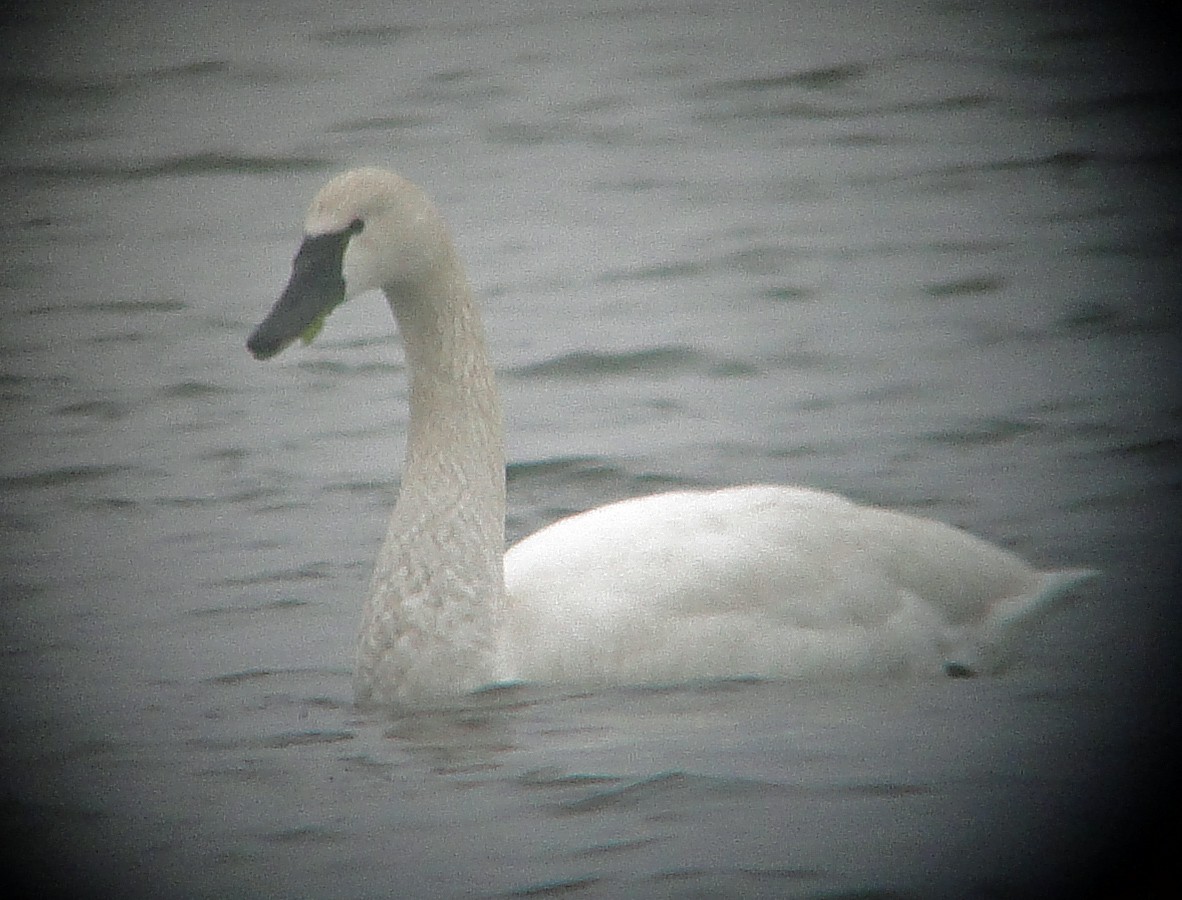 Tundra Swan - ML87485261