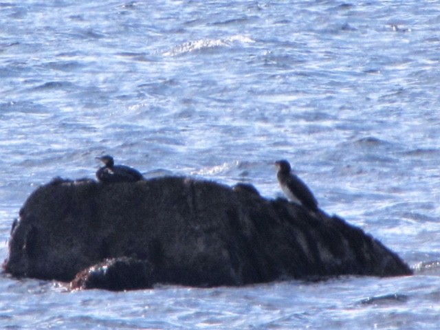 Great Cormorant - ML87485361