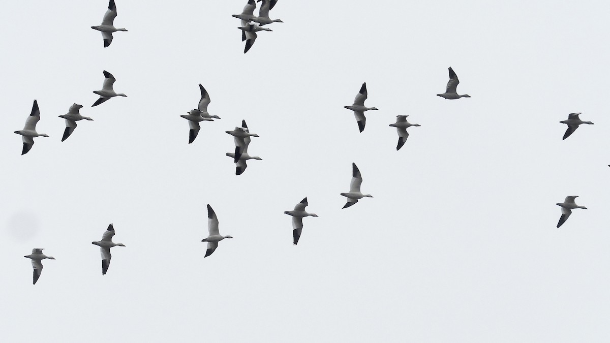 Цасны галуу - ML87487201