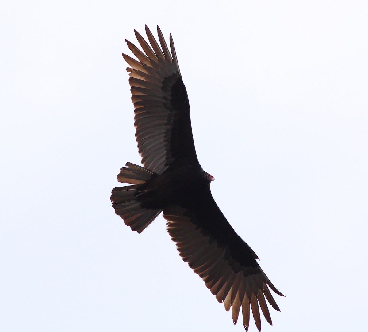 Turkey Vulture - ML87487781