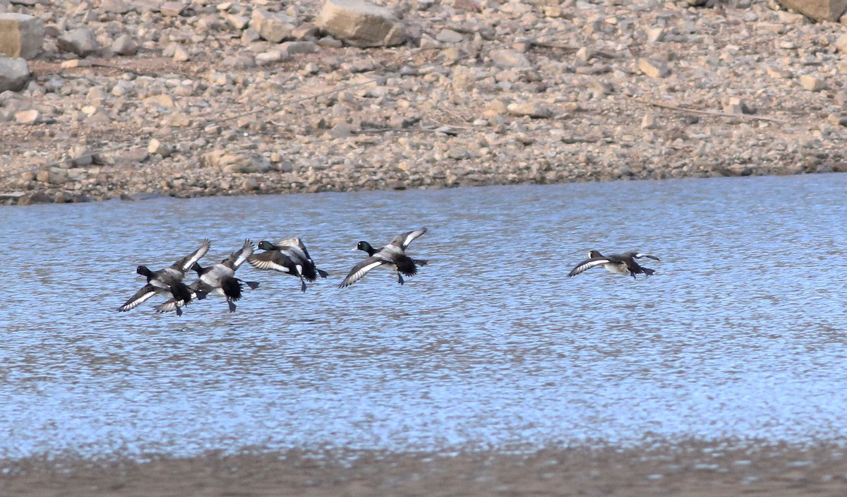 Greater Scaup - ML87488551