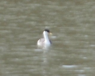 Clark's Grebe - ML87488631