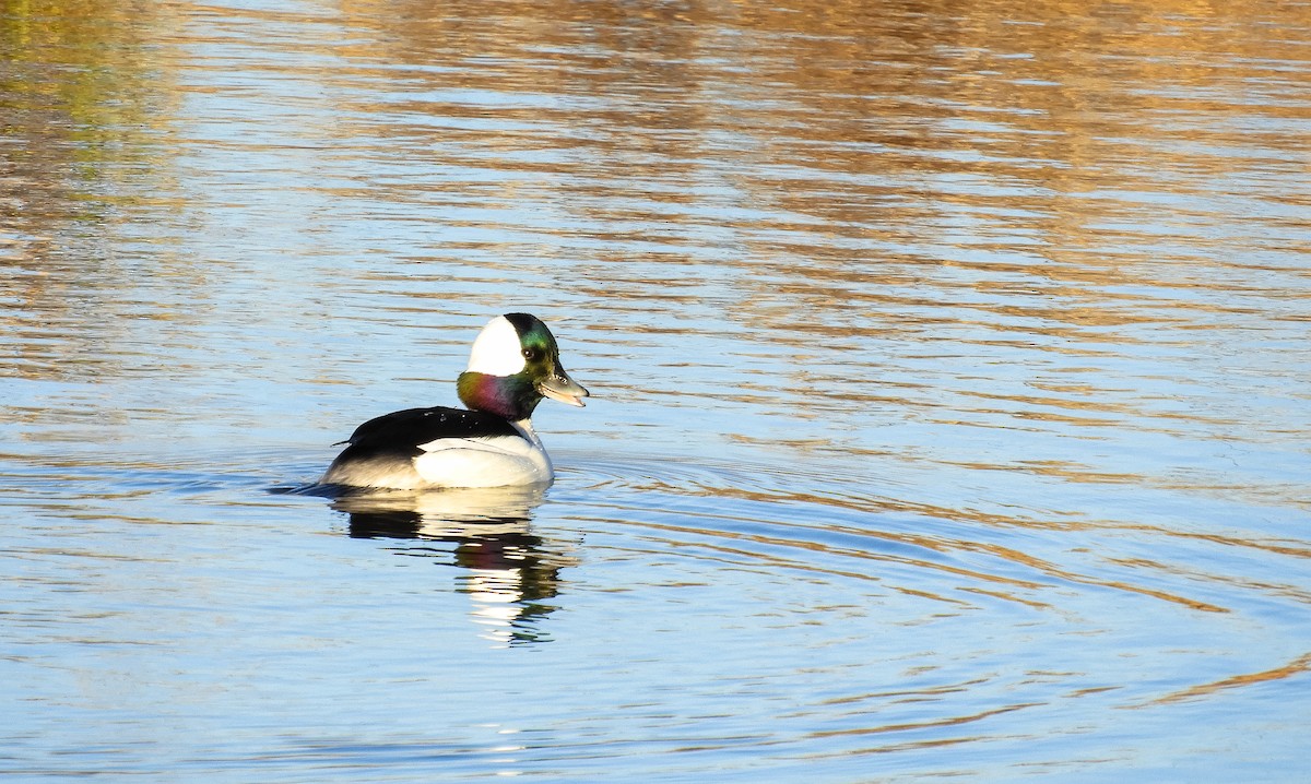 Bufflehead - Georgia Gerrior