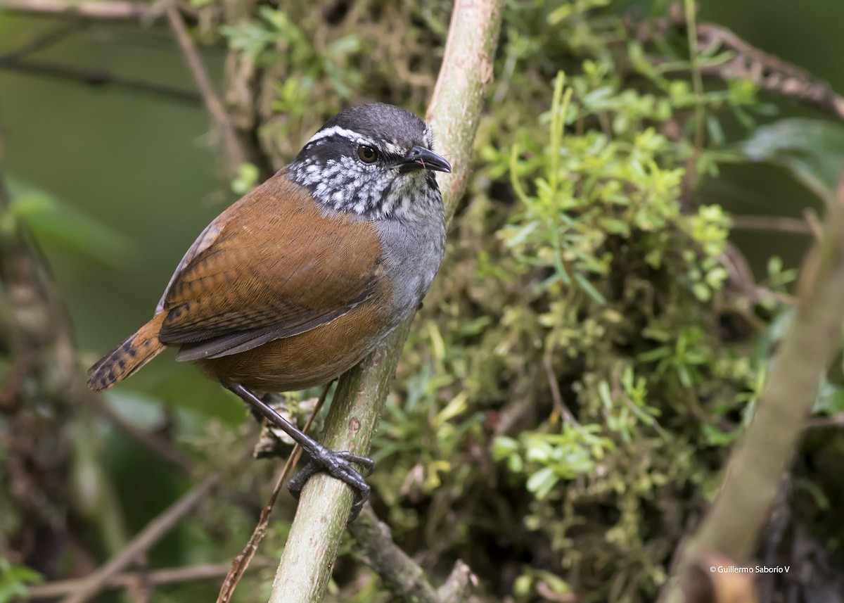 Gray-breasted Wood-Wren - Guillermo Saborío Vega