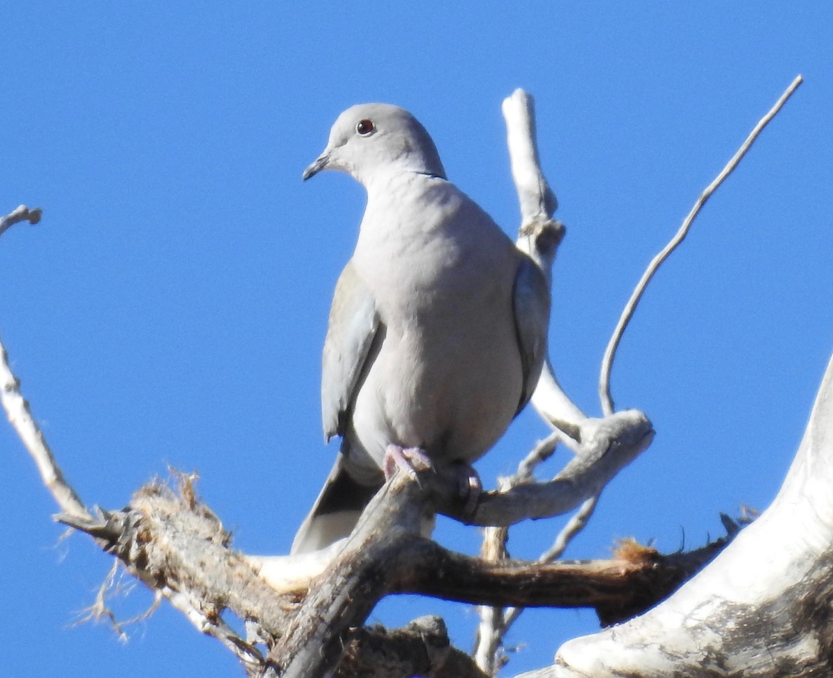 Eurasian Collared-Dove - ML87491081