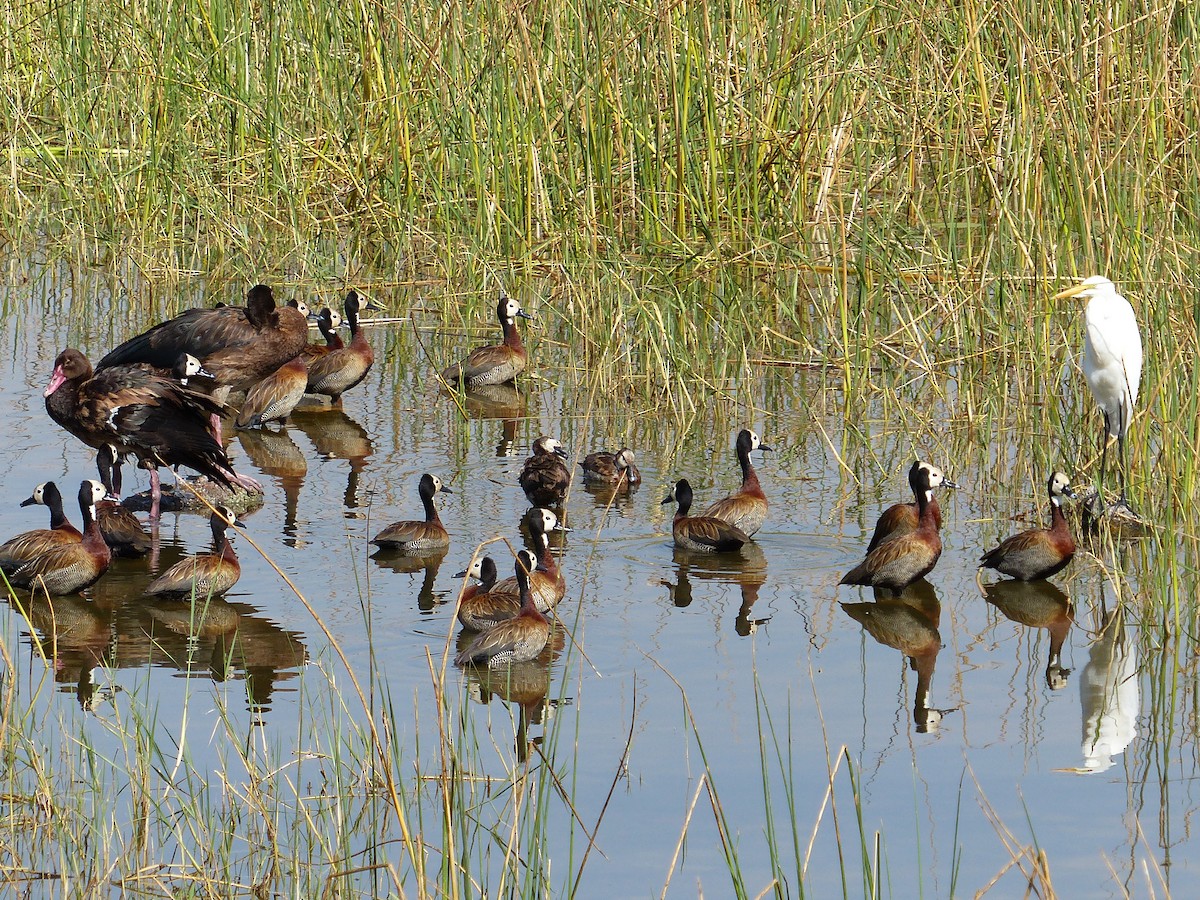 White-faced Whistling-Duck - ML87491851