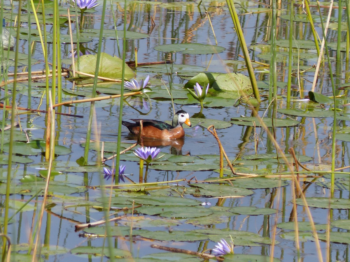 African Pygmy-Goose - ML87492151