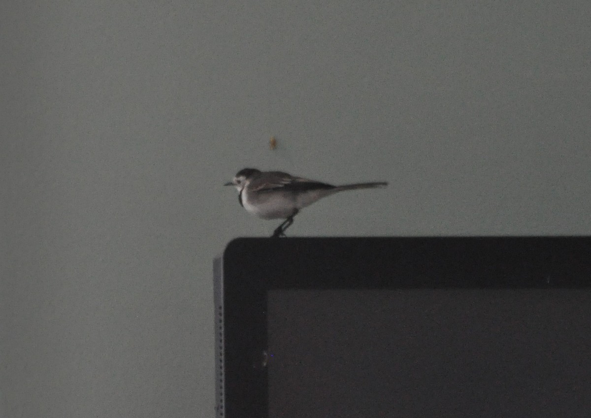 White Wagtail (White-faced) - ML87492621