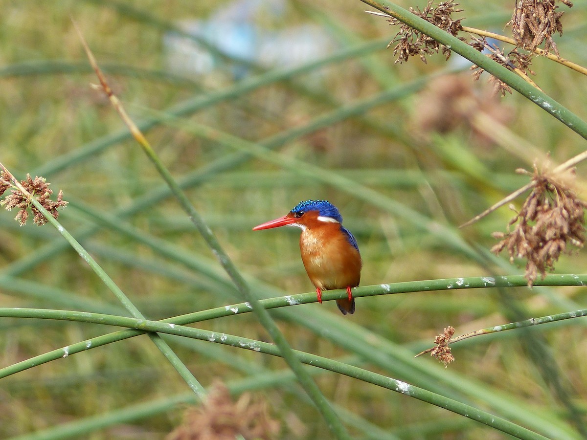 Malachite Kingfisher - ML87492731