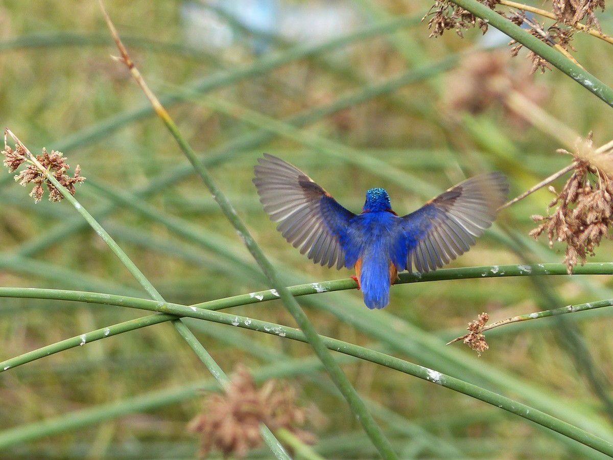 Malachite Kingfisher - ML87492771