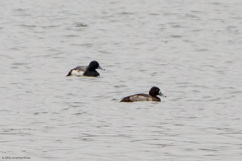 Greater Scaup - Jonathan Klizas