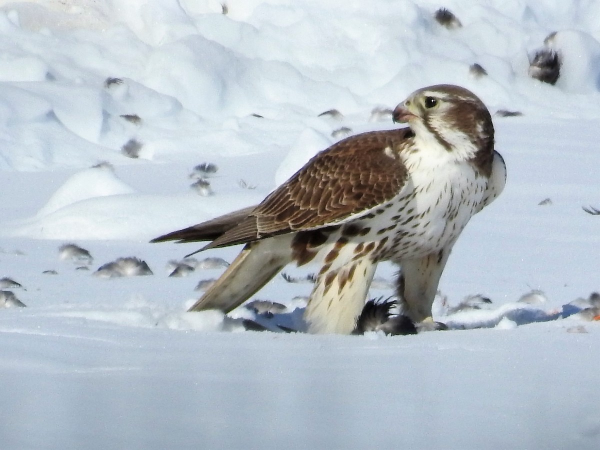 Prairie Falcon - Tina Toth