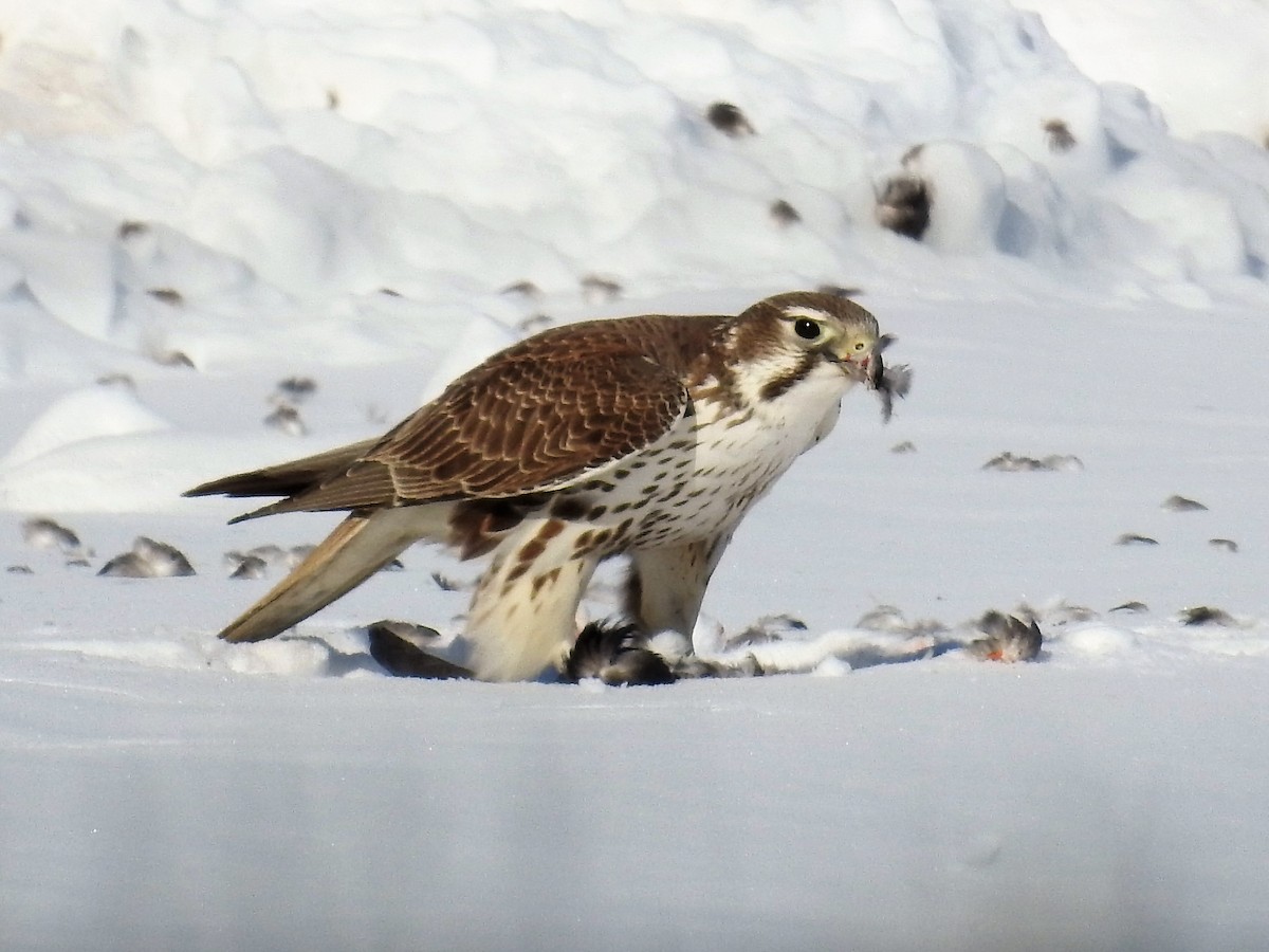 Prairie Falcon - ML87493351