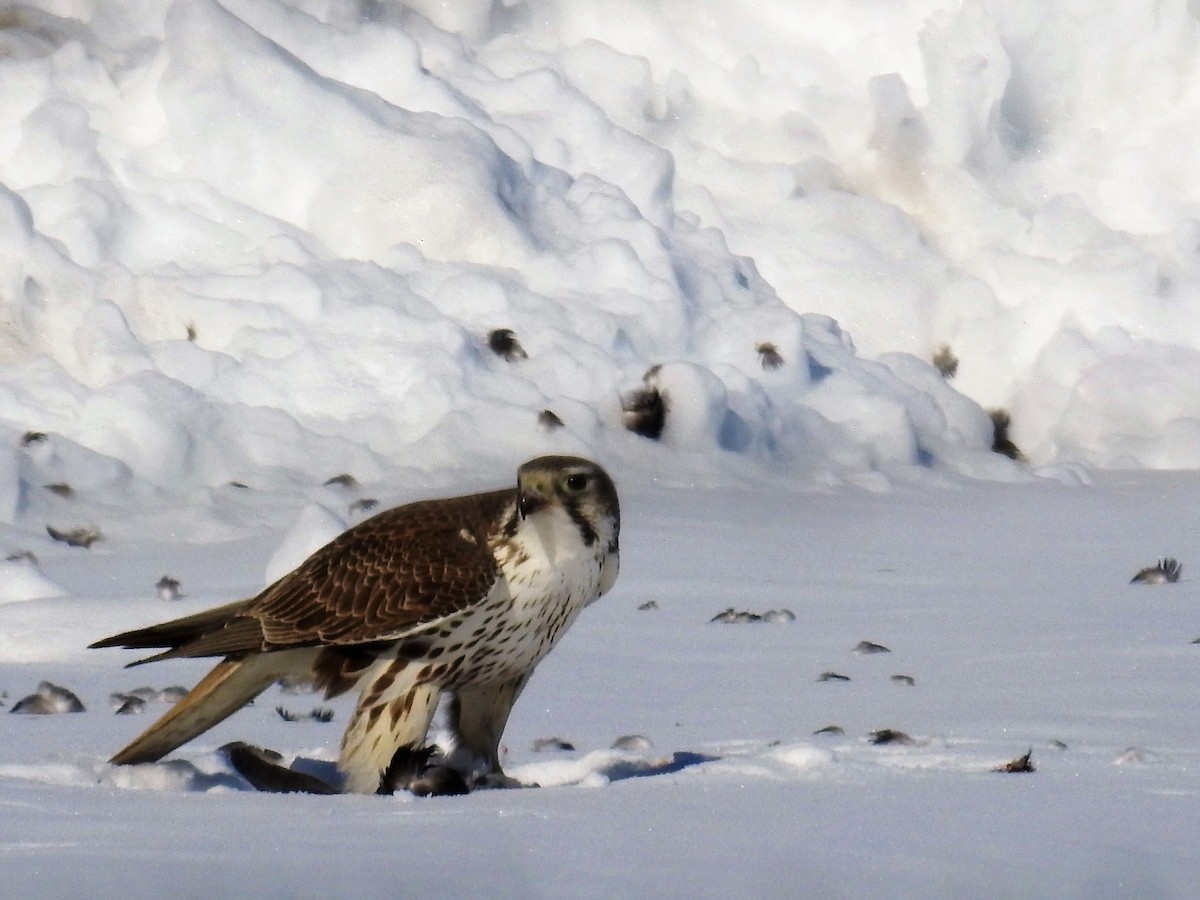Prairie Falcon - Tina Toth