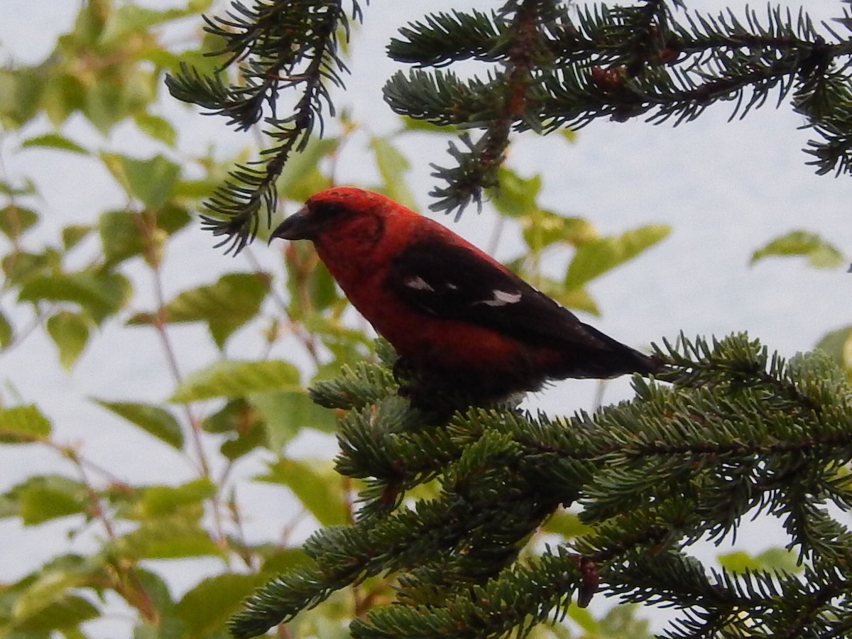 White-winged Crossbill - ML87494651