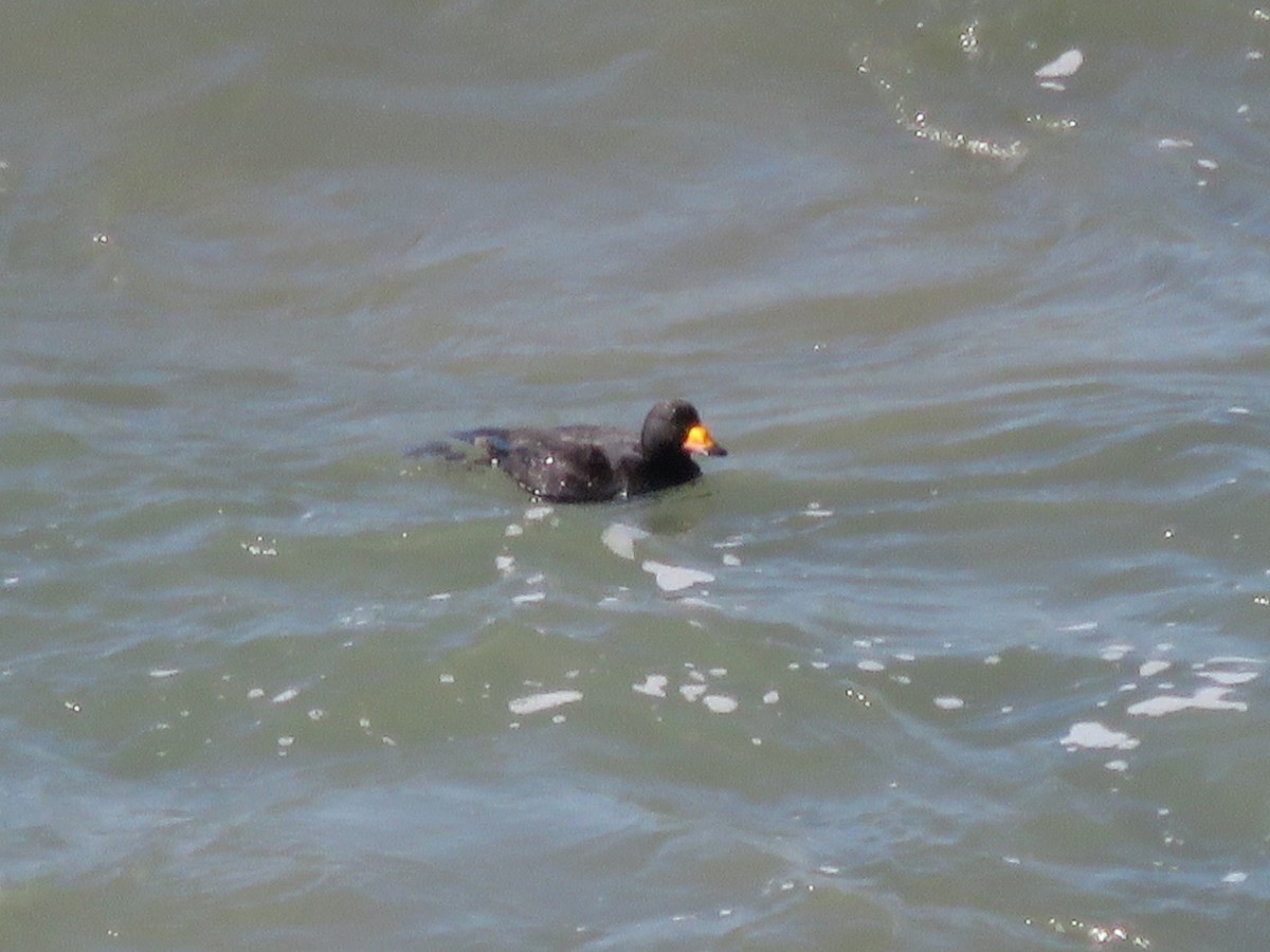 Black Scoter - ML87494811