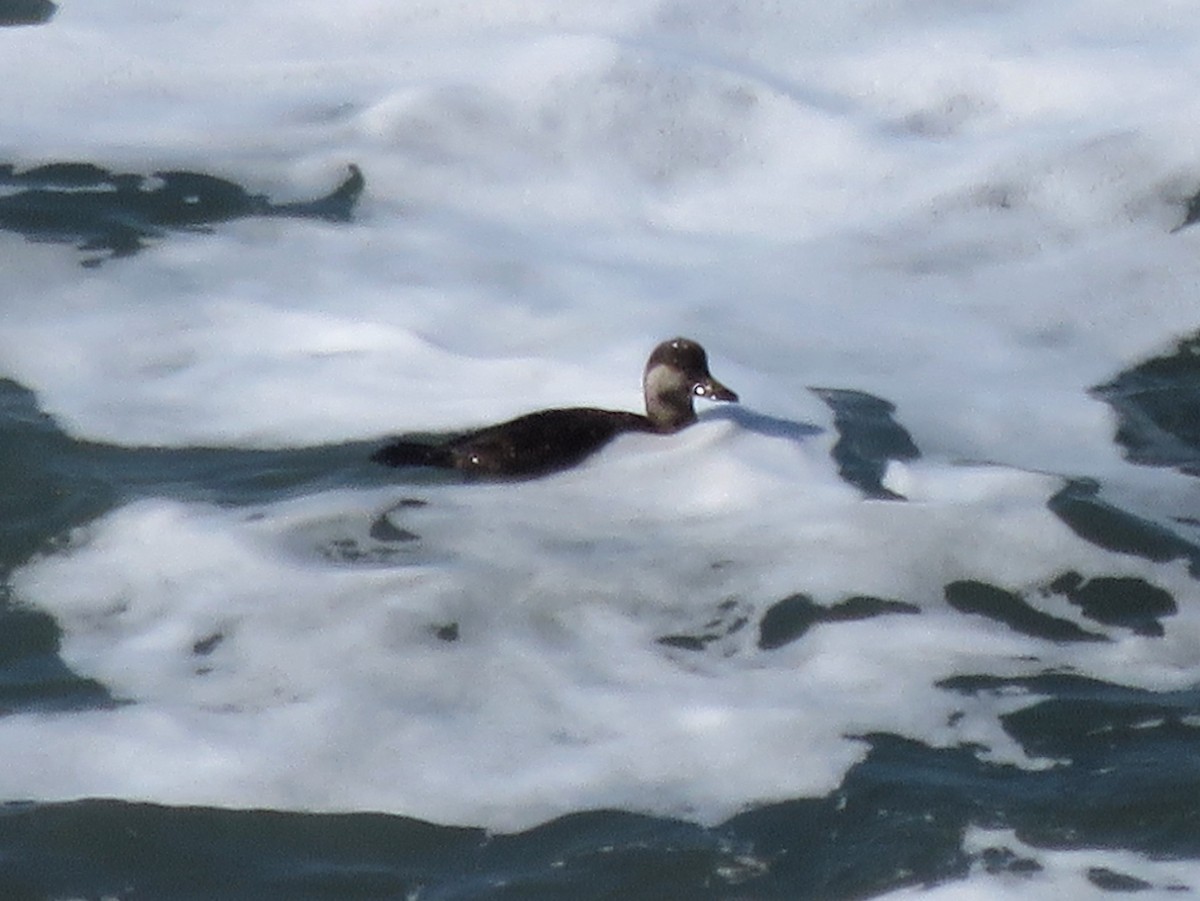 Black Scoter - ML87494821