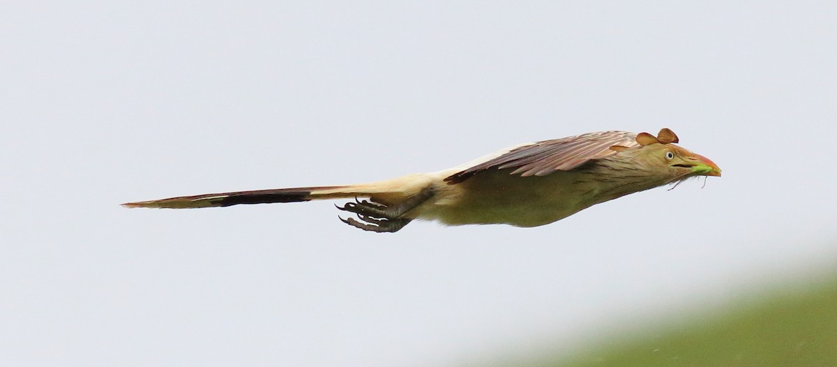 Guira Cuckoo - ML87494871