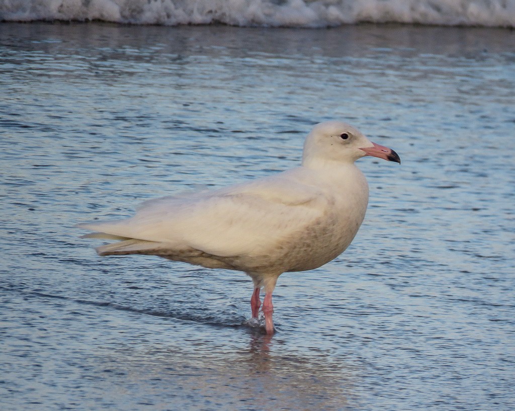 Glaucous Gull - Sam Krah