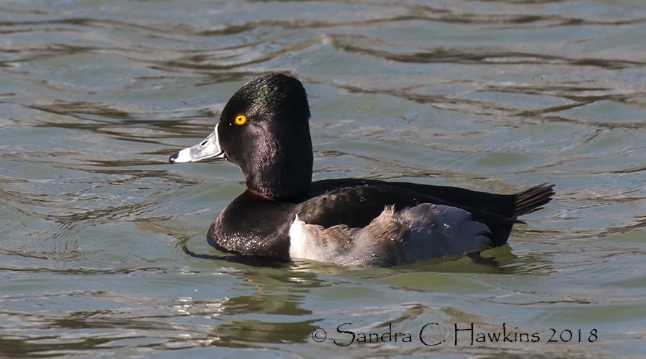 Ring-necked Duck - Sandra Hawkins