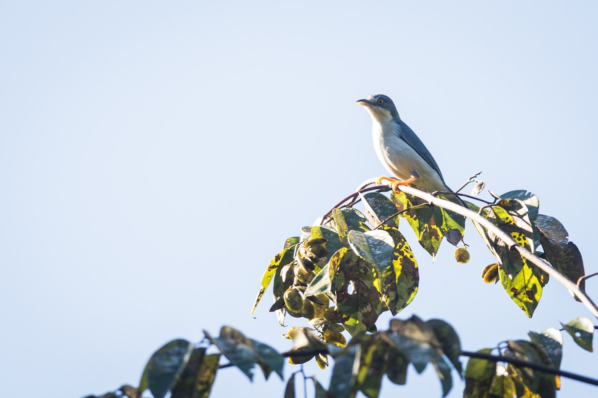 Hooded Tanager - ML87501911