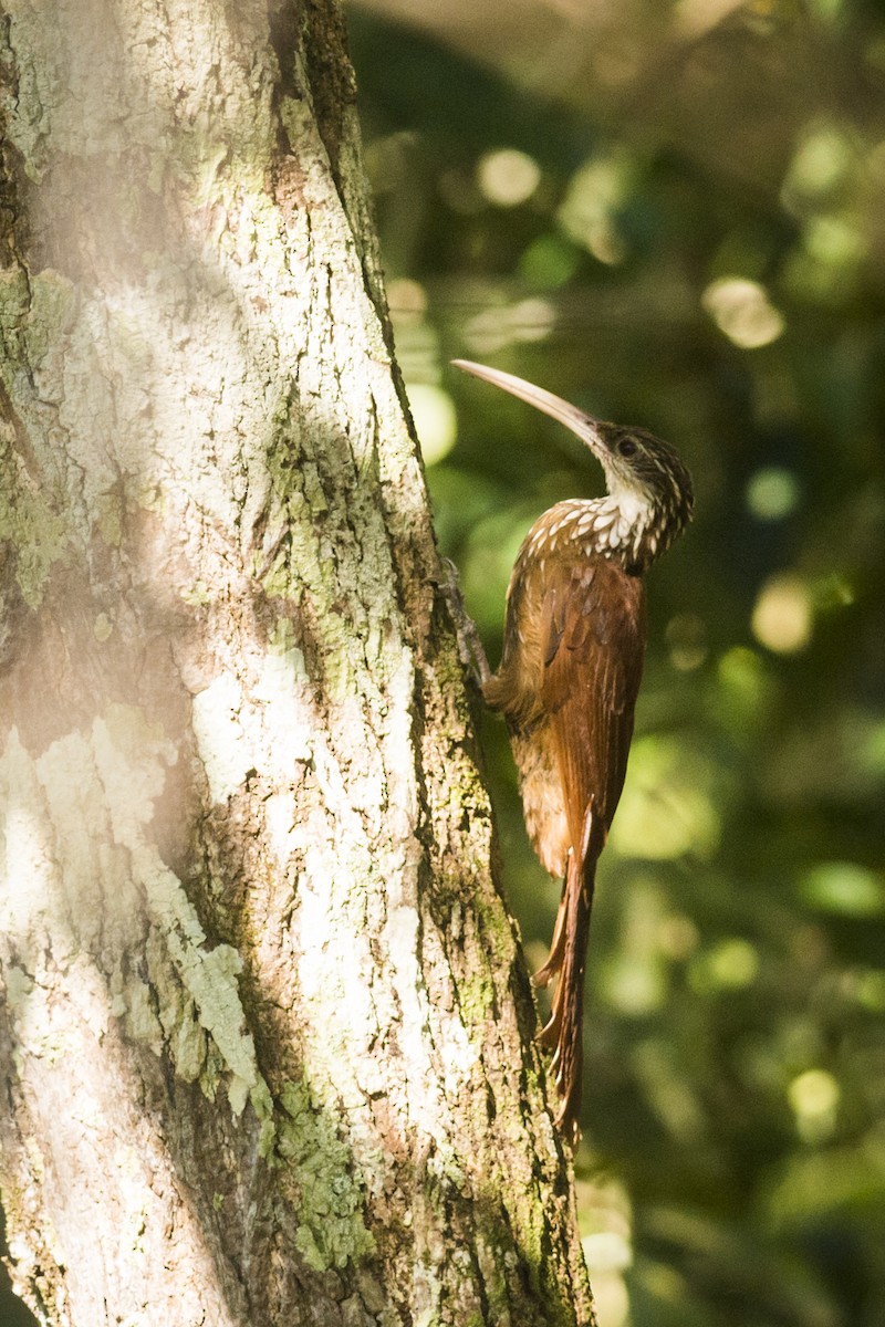 Long-billed Woodcreeper - ML87501921