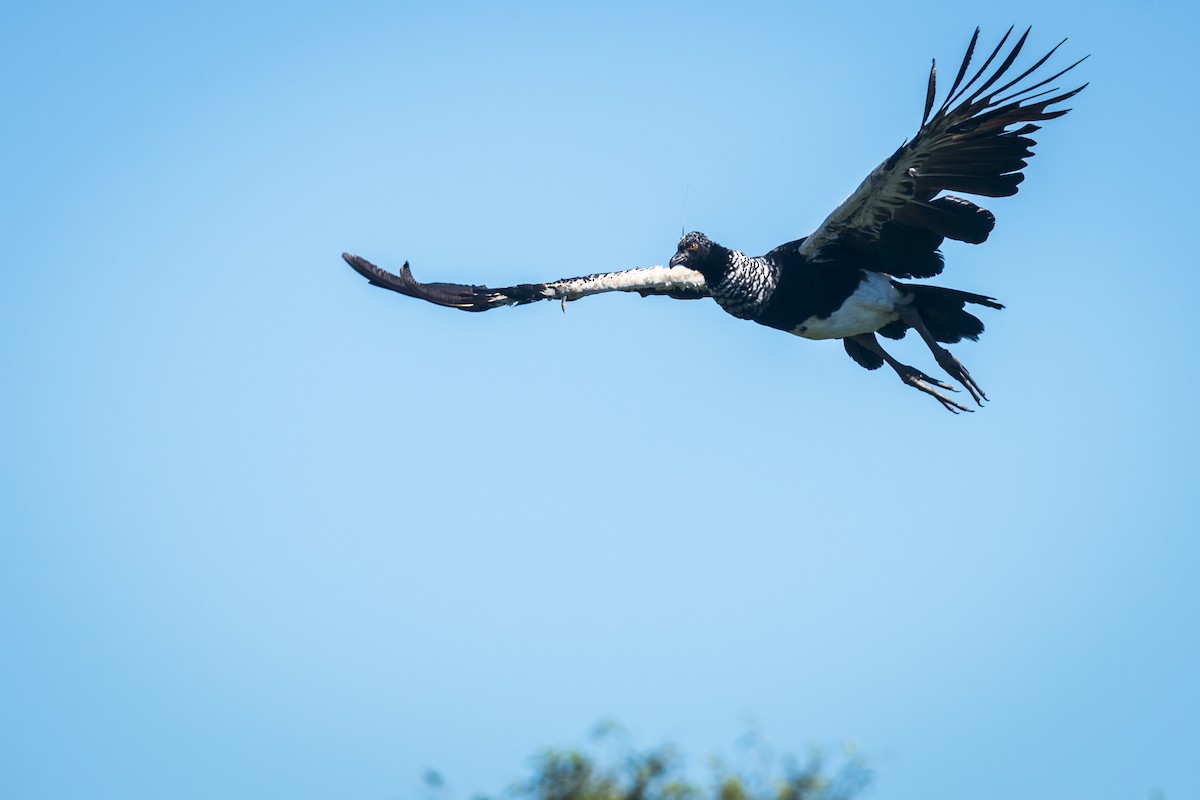 Horned Screamer - ML87502561