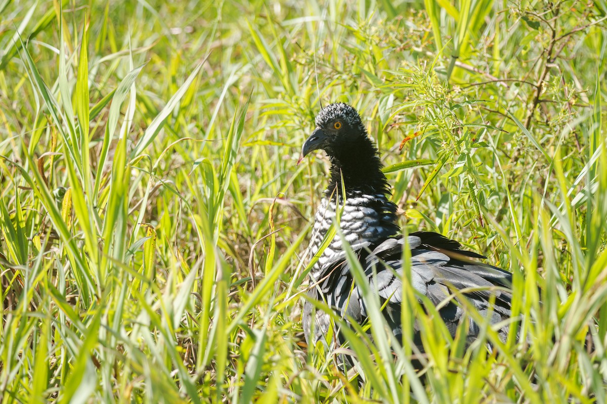 Horned Screamer - ML87502631