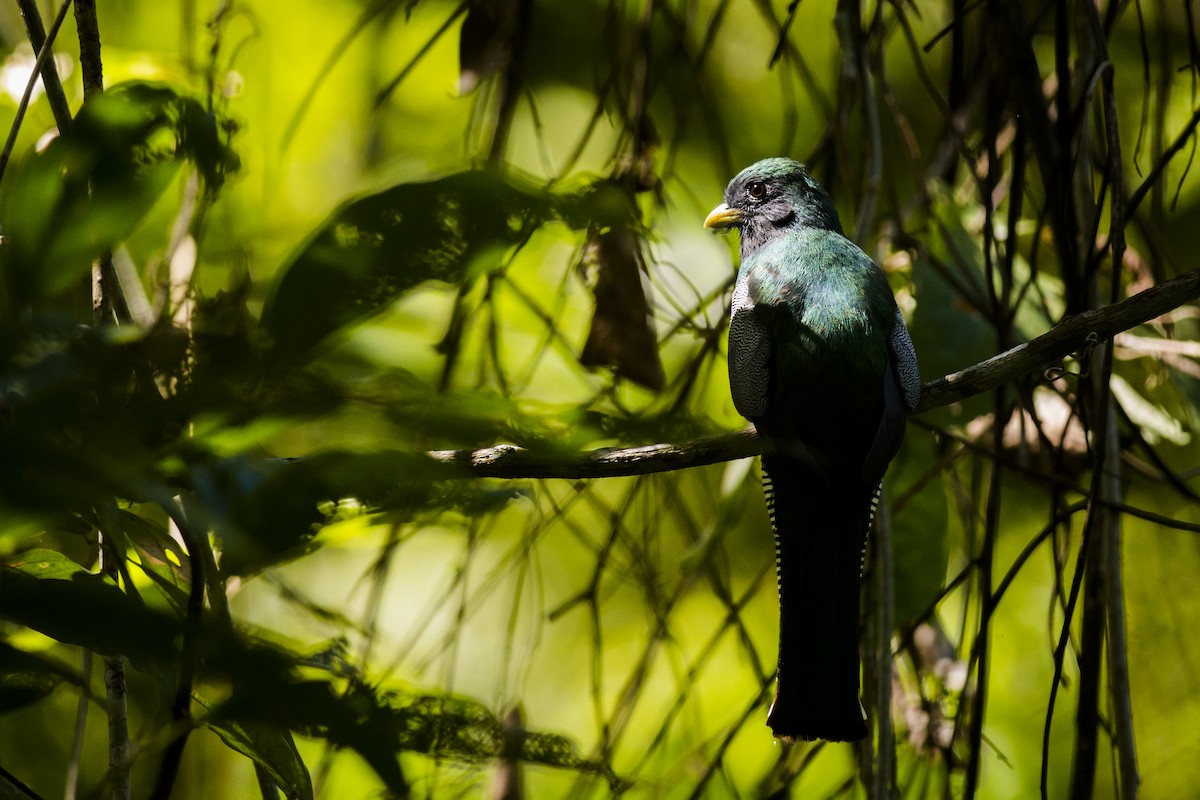 Collared Trogon - ML87503271