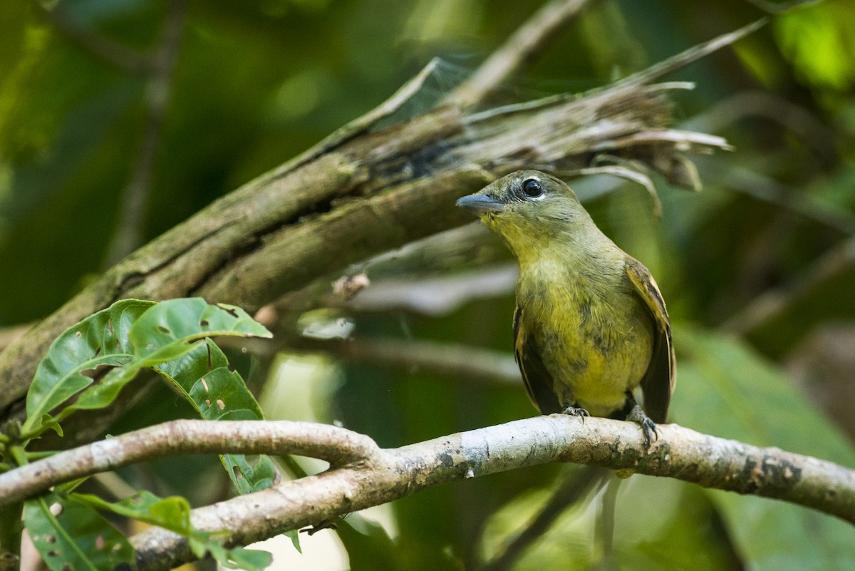 White-winged Becard - ML87503781