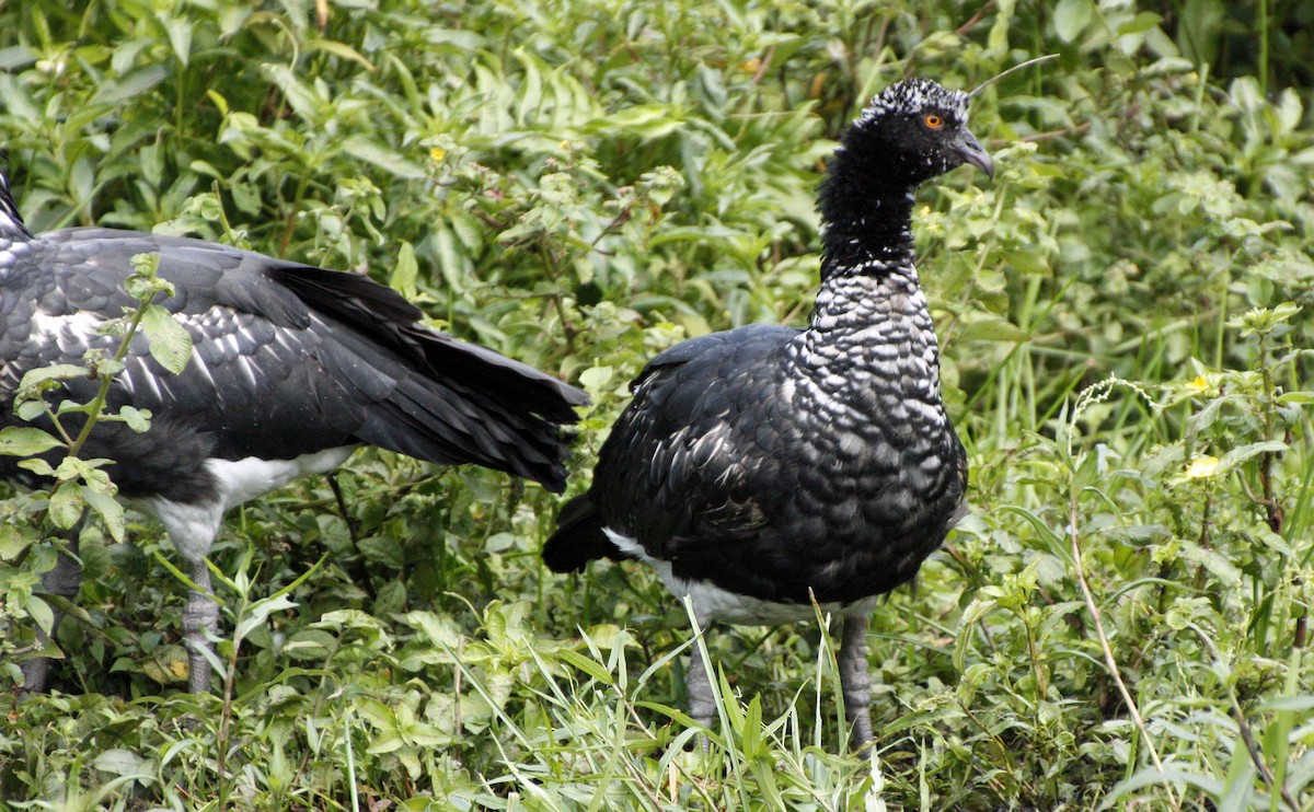 Horned Screamer - ML87505171