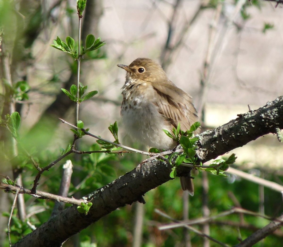Swainson's Thrush - ML87505201