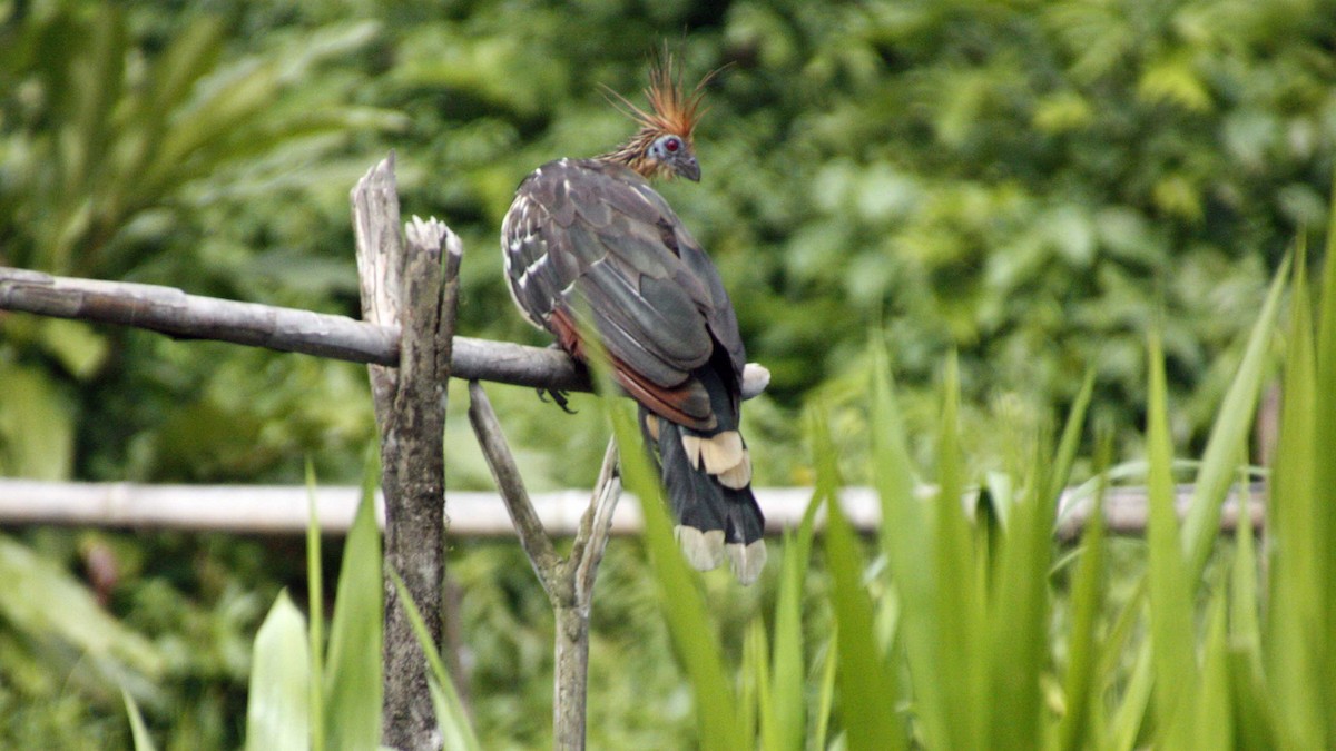 Hoatzin - George Matz