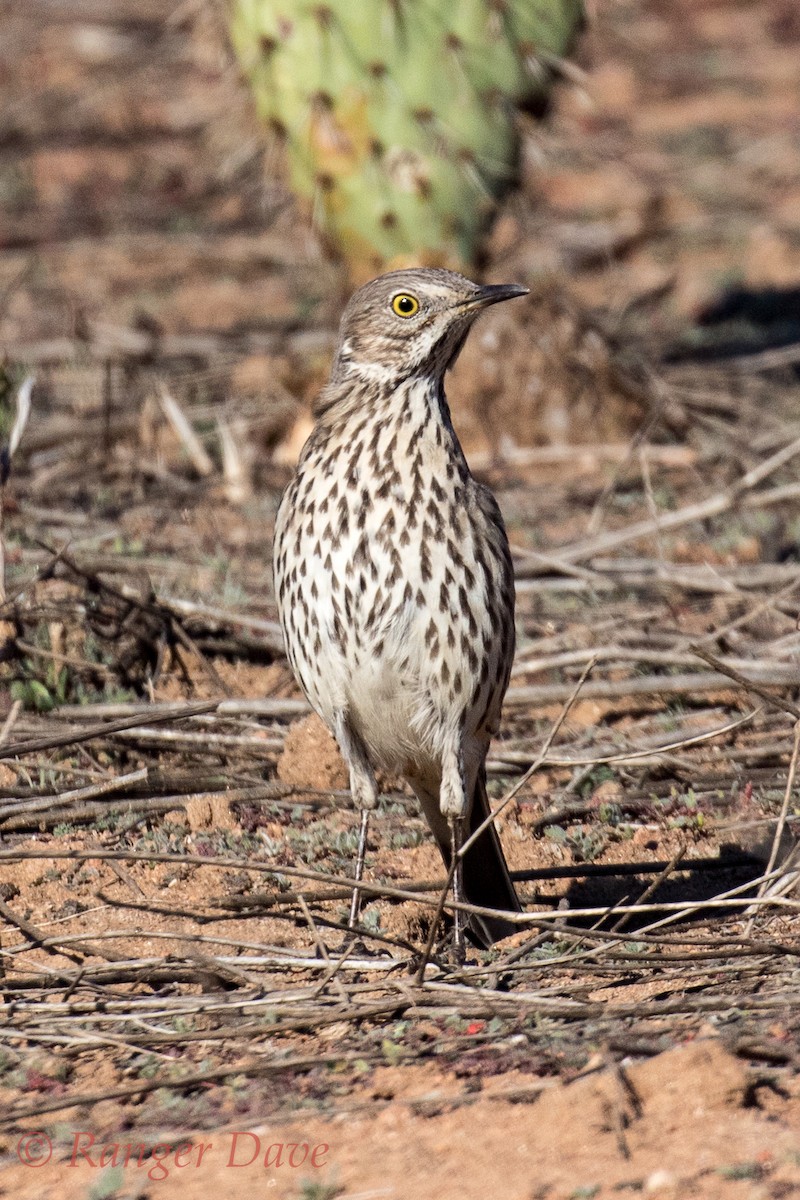 Sage Thrasher - ML87507211