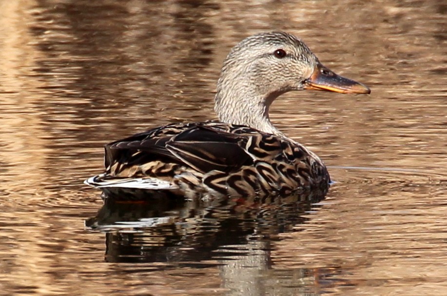 Mallard - sam hough