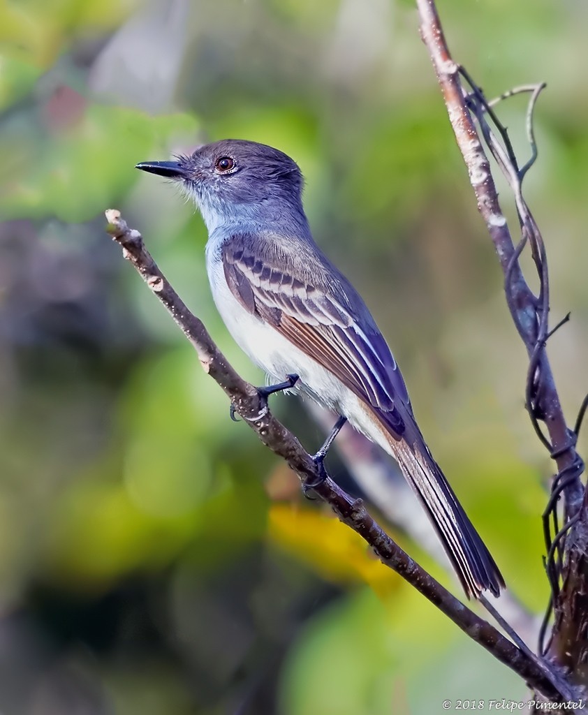 La Sagra's Flycatcher - ML87508451