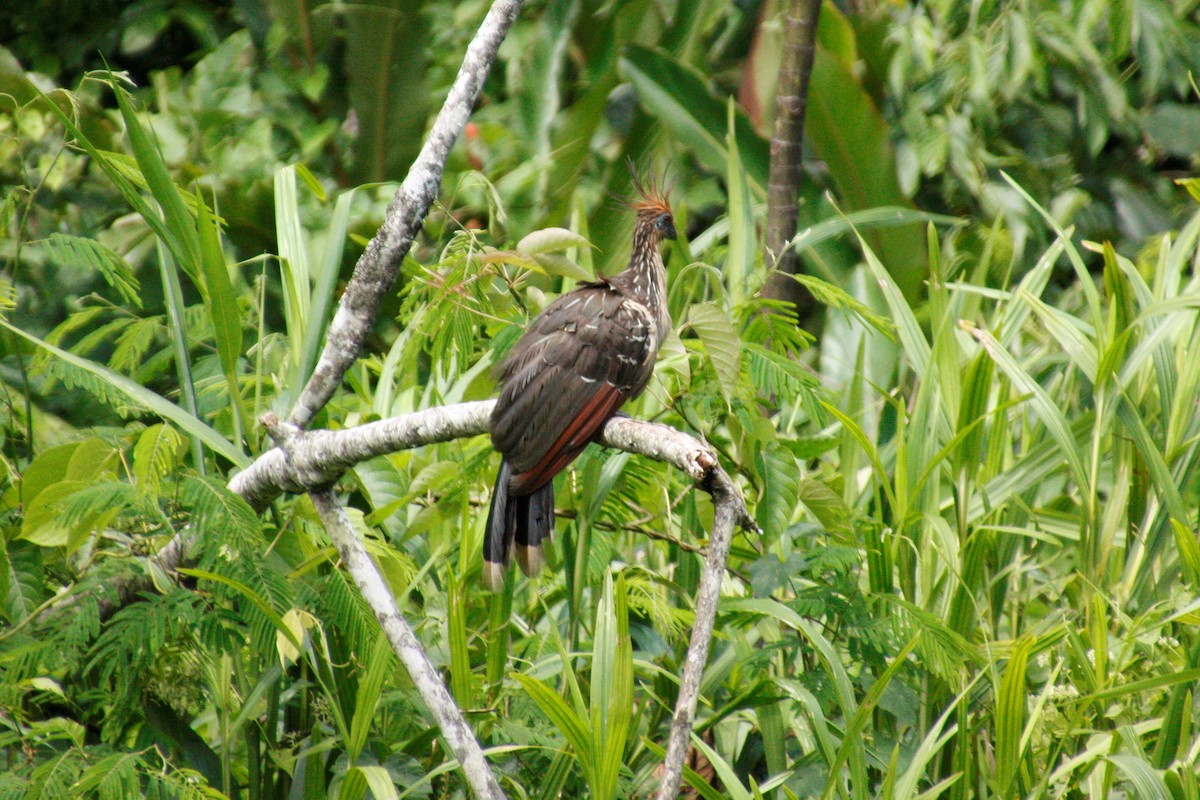 Hoatzin - ML87508511