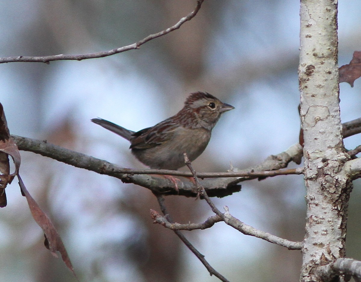 Bachman's Sparrow - ML87508731