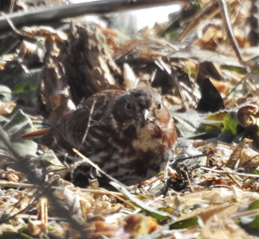 Fox Sparrow (Red) - ML87508761