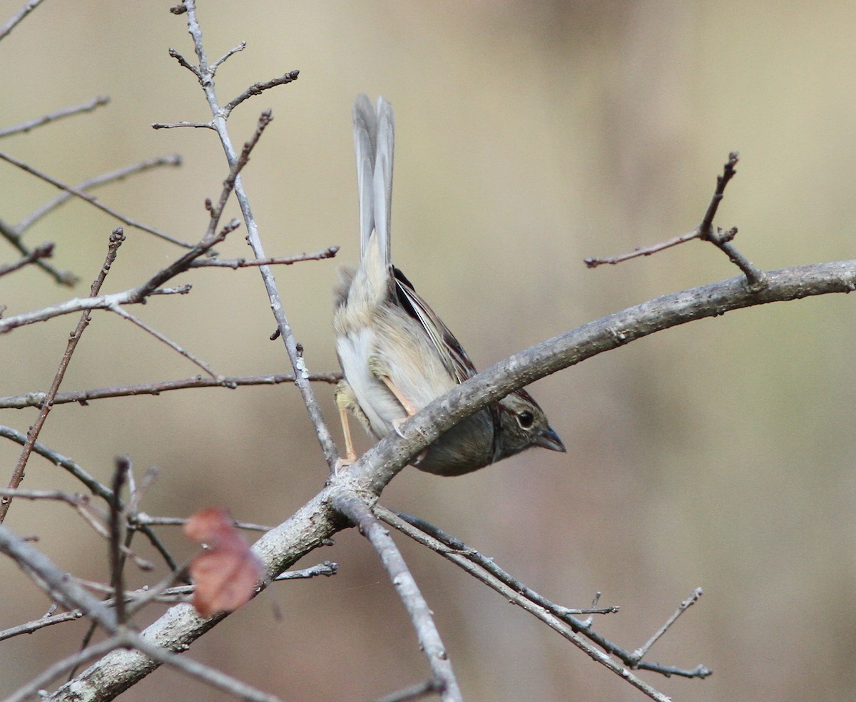 Bachman's Sparrow - ML87508781