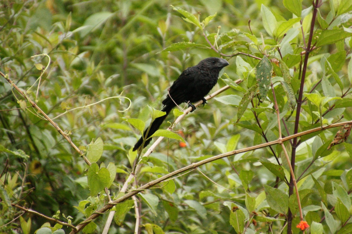 Smooth-billed Ani - ML87509161